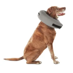 Bow + Bell Inflatable Dog Collar