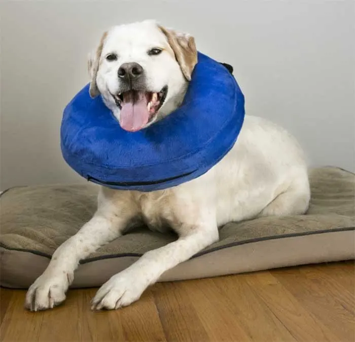 KONG Recovery Cloud Dog Collar Medium 5 KONG Recovery Cloud Dog Collar Medium - Image 3