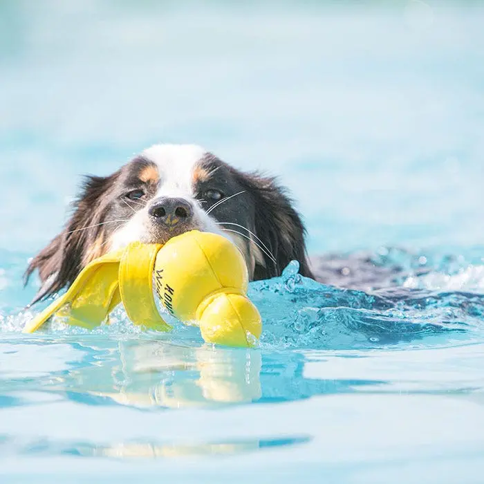 Kong Wet Wubba Dog Toy Asst L 8 Kong Wet Wubba Dog Toy Asst L - Image 6