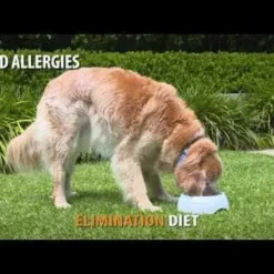 PAW Dermega Dog Oral Supplement 200ml