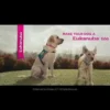 Eukanuba Medium Breed Mature And Senior Dog Food -Dog food Sales Shop KRPuO R7930 youtube