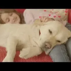 Hills Science Diet Hill's Science Diet Adult Oral Care Dog Food