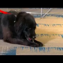 Greenies Blueberry 340g Large Dog Dental Treat