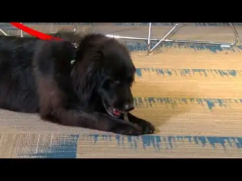 Greenies Blueberry 340g Large Dog Dental Treat 3 Greenies Blueberry 340g Large Dog Dental Treat