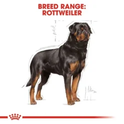 Royal Canin Rottweiler Dog Food 12kg 9 Royal Canin Rottweiler Dog Food 12kg -Dog food Sales Shop rc bhn rottweiler cv eretailkit 1